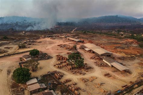 Amazon deforestation at six-year-low in Brazil after plunging 66% in July